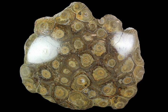 Polished Fossil Coral (Actinocyathus) - Morocco #100719